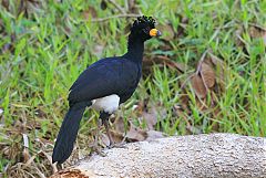 Bare-faced Curassow